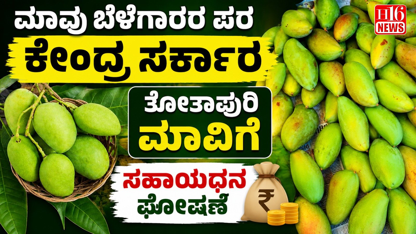 ಮಾವು ಬೆಳೆಗಾರರ ಪರ ಕೇಂದ್ರ ಸರ್ಕಾರ - ತೋತಾಪುರಿ ಮಾವಿಗೆ ಸಹಾಯಧನ ಘೋಷಣೆ