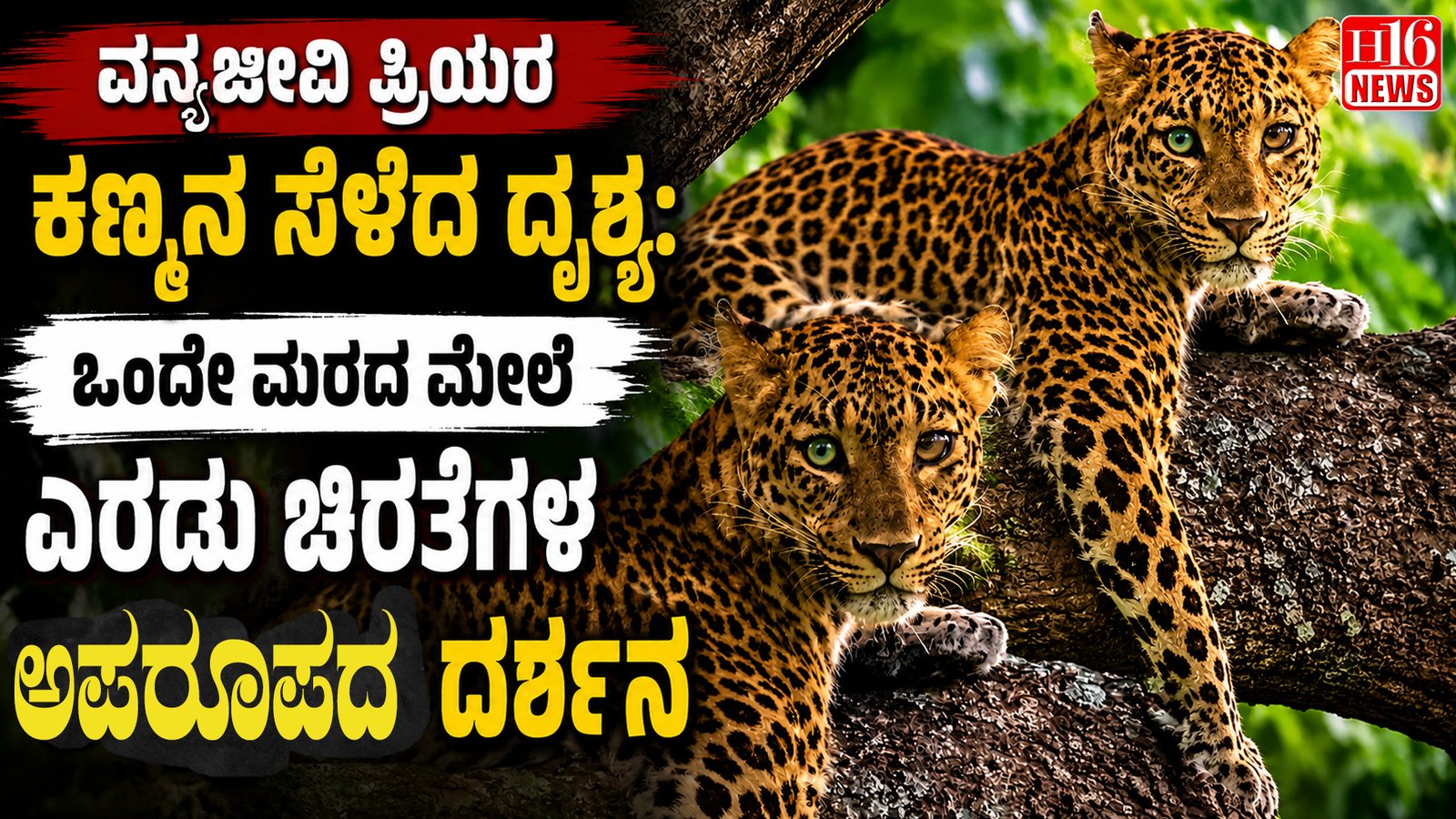 ವನ್ಯಜೀವಿ ಪ್ರಿಯರ ಕಣ್ಮನ ಸೆಳೆದ ದೃಶ್ಯ: ಒಂದೇ ಮರದ ಮೇಲೆ ಎರಡು ಚಿರತೆಗಳ ಅಪರೂಪದ ದರ್ಶನ